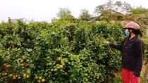 Người trồng hoa Tết thấp thỏm nỗi lo
