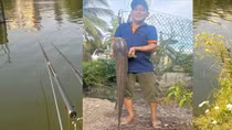 Câu được cá trê khủng nặng gần 10kg, người đàn ông thả lại ao