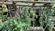 Làm vườn anh túc để... ngâm rượu!