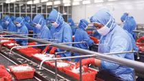 Xuất khẩu tôm lập “kỷ lục”