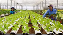 "Nông nghiệp thịnh vượng, nông dân giàu có, nông thôn văn minh, hiện đại"