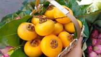 Mùa thị của tôi