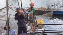 Thận trọng khi cá tra “sốt” giá