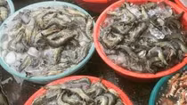Phát hiện tạp chất Agar trong mẫu tôm tươi bán ở chợ Nại Hiên Đông, Đà Nẵng
