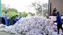 Tiêu hủy trên 2 triệu con tôm giống không giấy kiểm dịch