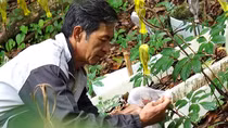 Đỉnh núi mùa hoa sâm