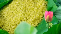Vấn vương hương cốm làng Vòng