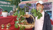 Đẩy mạnh quảng bá thương hiệu Sâm Ngọc Linh Kon Tum