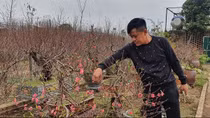 Nhật Tân được mùa đào