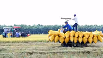 Đột phá để đưa nông nghiệp châu thổ Cửu Long phát triển