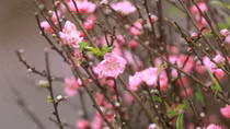 Miền Bắc rét căm căm ngày mùng 2 Tết, miền Nam nắng đẹp