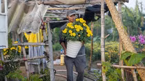 Sấp ngửa mùa hoa Tết