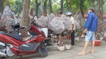 Một giờ ở thị trường hoa Tết thành phố mang tên Bác