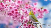 Mùa xuân - Những khúc xạ văn hóa!