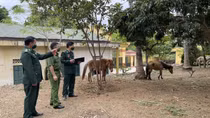Ngăn chặn tình trạng vận chuyển trái phép gia súc qua biên giới Sơn La