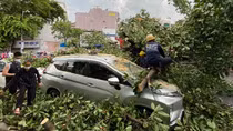 Cây đa cổ thụ bật gốc đè 2 xe ô tô
