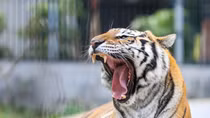 Chuyện chăm sóc Chúa sơn lâm ở Hà Nội