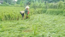 Mưa trái mùa làm gần 10 ngàn hécta lúa đổ rạp