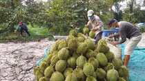 Sầu riêng xuất khẩu chính ngạch sang Trung Quốc sau hơn 4 năm đàm phán