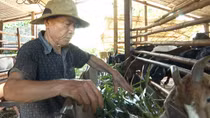 Đời sống người chăn nuôi được cải thiện nhờ giá dê tăng