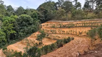 Thanh tra toàn diện diện tích đất nông, lâm trường, bàn giao về địa phương