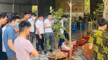 Cảnh giác với cơn sốt Bạch Hải Đường