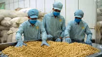Thông tin thêm về việc giành lại lô hạt điều mất kiểm soát của Việt Nam
