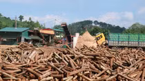Ngang nhiên xây dựng nhà máy chế biến lâm sản trái phép