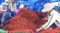 Những quy định nghiêm ngặt của thị trường xuất khẩu
