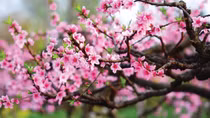 Nguyễn Trãi với hồn quê mùa xuân