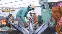Cấp bách thực hiện các giải pháp gỡ "thẻ vàng IUU"