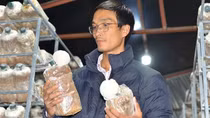 Trại nấm hầu thủ trên cao nguyên Langbiang