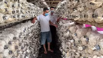 Làm giàu dưới tán cây cao su