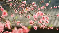 Nhạc sĩ Văn Cao với nhạc sĩ Trần Tiến