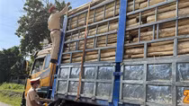 CSGT cắt nóc những xe quá tải, cồng kềnh như... núi di động