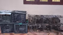 Phát hiện "kho" cầy hương trên xe khách