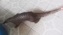 Người dân bàn giao cá thể tê tê Java quý hiếm