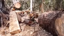 Rừng Pơ mu ở huyện Krông Bông bị tàn phá