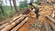 Bất cập việc tỉa thưa rừng trồng phòng hộ JBIC