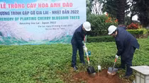 Tiếp nhận, trồng 24 cây Hoa anh đào Nhật Bản tại trung tâm TP Pleiku