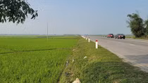 Thu hồi đất lúa rồi đấu giá cao "ngất ngưởng"