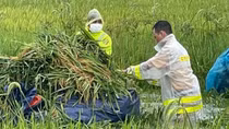 Giúp dân gặt lúa sau đợt mưa lớn kéo dài