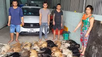 Phát hiện 1,4 tấn thịt chó thu mua từ các đối tượng trộm cắp