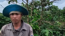 Cà phê bị vàng lá, rụng quả sau khi bón phân