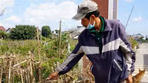Ảm đạm mùa mai Tết ở “thủ phủ” mai vàng miền Trung