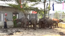 Đang đi trộm đàn trâu thì gặp Công an xã