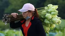 Nhộn nhịp mùa thu hoạch sen ở xứ Huế