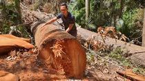 Khởi tố 4 đối tượng trong vụ phá rừng tại Kon Tum