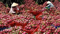 Cần xây dựng tiêu chuẩn cho nông sản Việt trên thị trường quốc tế