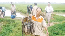Hà Nội đặt mục tiêu mỗi năm tiêu diệt 5 triệu con chuột